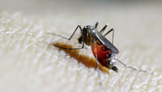 Why 32 Million Mosquitoes Are Being Released in the US — The Real Reason Behind the Viral Claims
